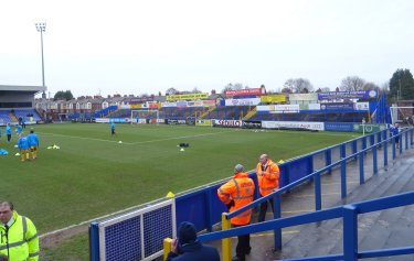 Moss Rose