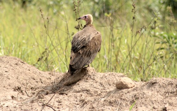 Warten auf ein Schnäppchen