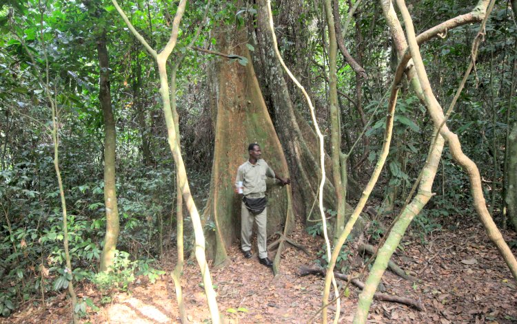 Kakum National Park - Wildhüter im Baum ;-)