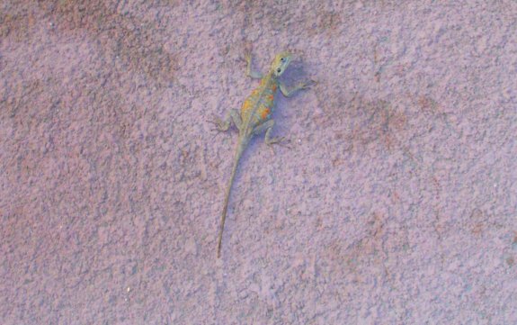 Hat da jemand was gesagt? (Eidechse an der Mauer das Stadions in Barra)