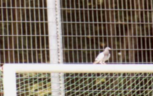 Sportanlage an der Waldkampfbahn - Stadiontaube?